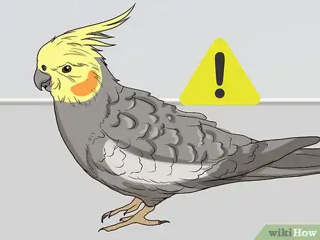 Image titled Spot Signs of Illness in a Cockatiel Step 7