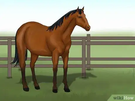 Image titled Distinguish Horse Color by Name Step 1