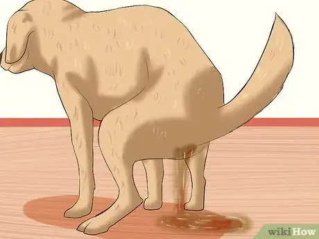 Image titled Get Rid of a Dog's Whipworms Step 1