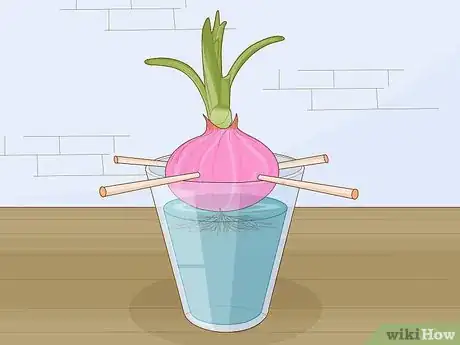 Image titled Grow Onions in Water Step 3