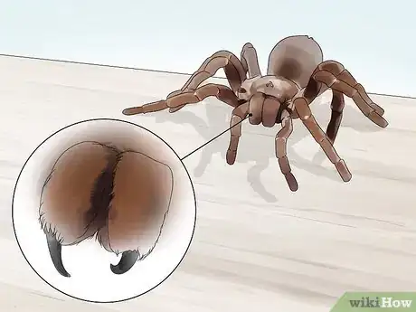 Image titled Identify Spiders Step 8