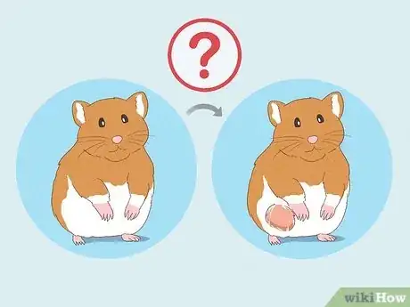 Image titled Treat Tumors in Hamsters Step 8