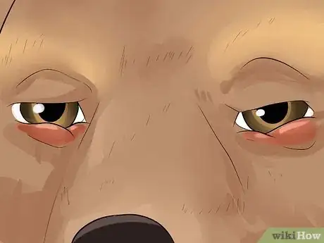 Image titled Diagnose Conjunctivitis in Dogs Step 4