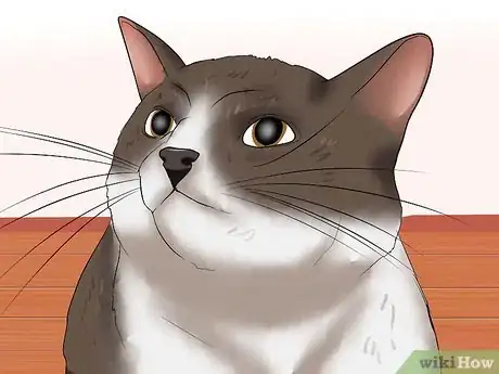 Image titled Identify if Your Cat Has Had a Stroke Step 6