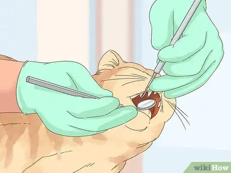 Image titled Stop Chronic Nasal Discharge in Cats Step 3