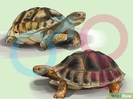 Image titled Sex Tortoises Step 6