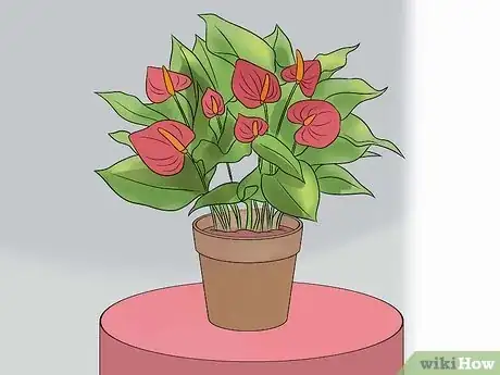 Image titled Grow Anthurium Plants Step 3