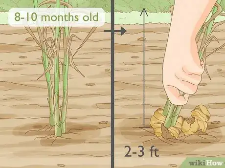 Image titled Grow a Ginger Plant Step 7