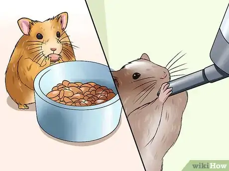 Image titled Choose a Hamster Step 13