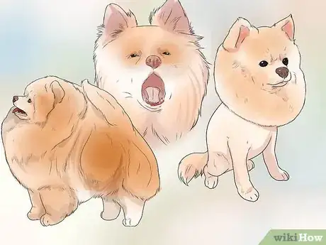 Image titled Buy a Pomeranian Step 11