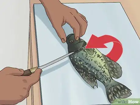 Image titled Clean Crappie Step 7