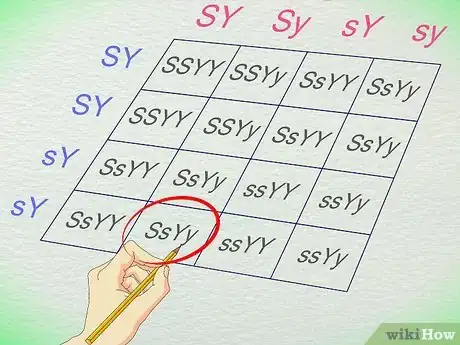 Image titled Work With Punnett Squares Step 14