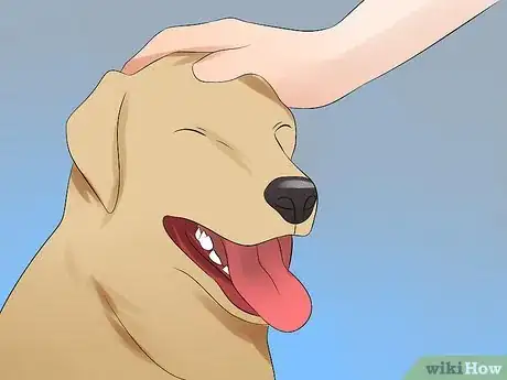 Image titled Massage a Dog Step 1