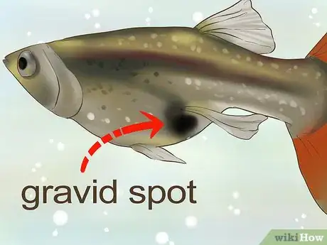 Image titled Find Out if Your Guppy Is Pregnant Step 2