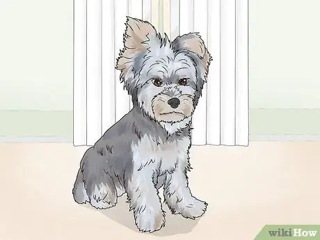 Image titled Identify a Yorkshire Terrier Step 8