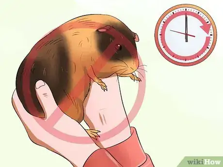 Image titled Pick Up a Guinea Pig Step 12