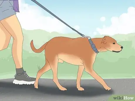 Image titled Get Dogs to Mate Step 13