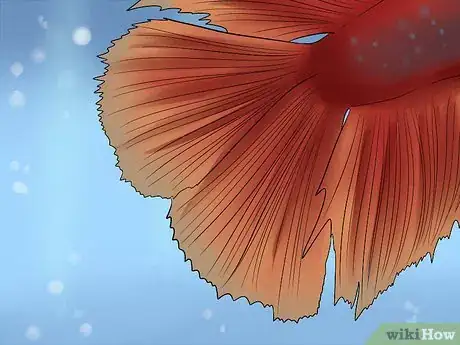 Image titled Identify Different Betta Fish Step 3