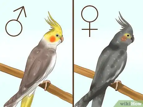 Image titled Tell if a Cockatiel Is Male or Female Step 5