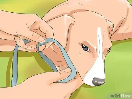 Image titled Put on a Puppy Harness Step 14