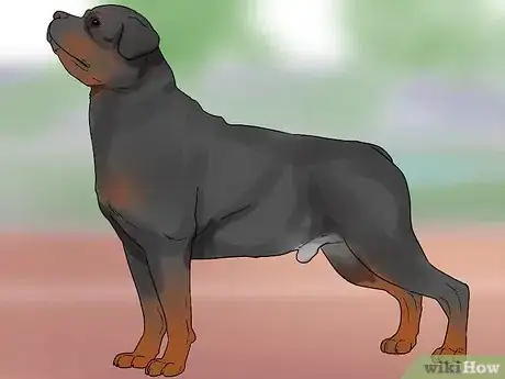 Image titled Identify a Rottweiler Step 1