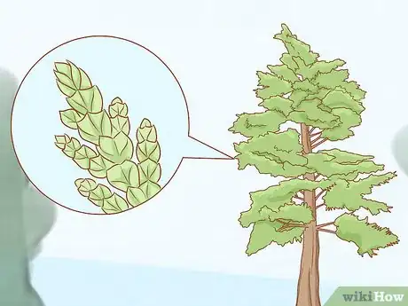 Image titled Identify Cedar Trees Step 6