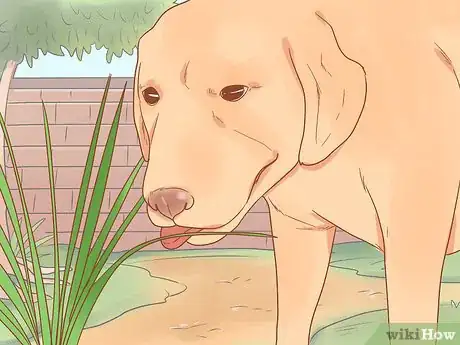 Image titled Stop Your Dog from Eating Grass Step 4