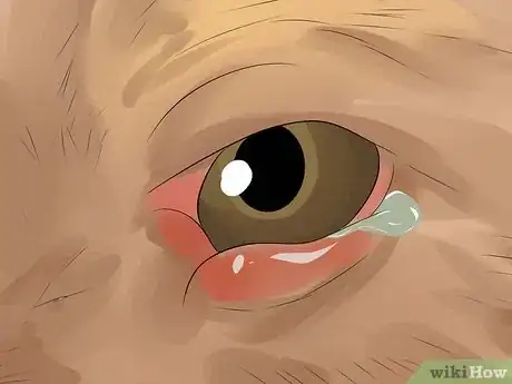 Image titled Diagnose Conjunctivitis in Dogs Step 3