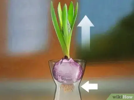 Image titled Grow a Hyacinth Bulb in Water Step 8