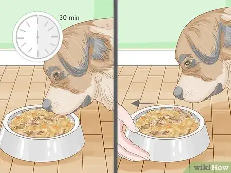 Image titled Get a Dog to Eat Step 16