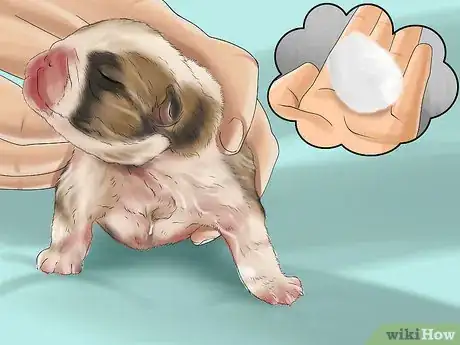 Image titled Breed French Bulldogs Step 11