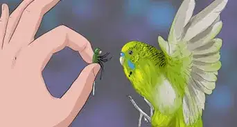 Teach a Budgie to Catch Flies