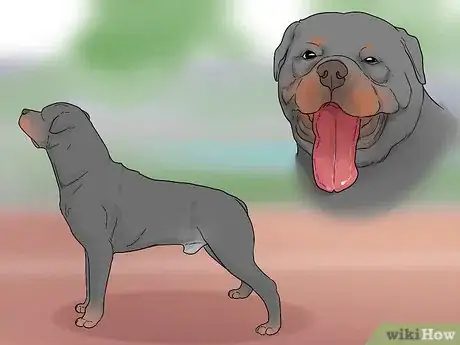 Image titled Identify a Rottweiler Step 9