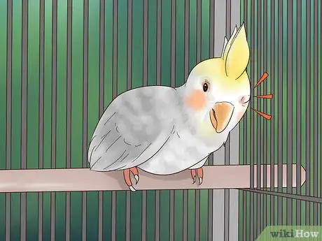 Image titled Treat Conjunctivitis in Cockatiels Step 11