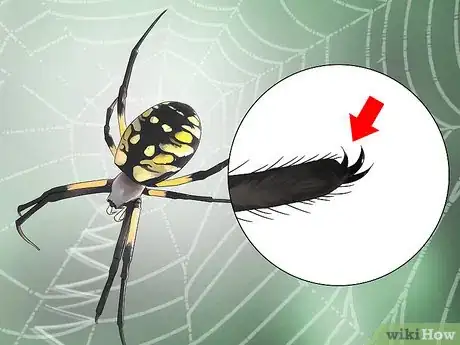 Image titled Identify a Garden Spider Step 4