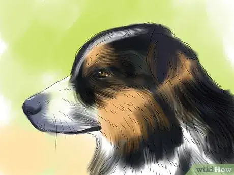 Image titled Identify an Australian Shepherd Step 5