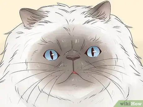 Image titled Identify a Himalayan Cat Step 4