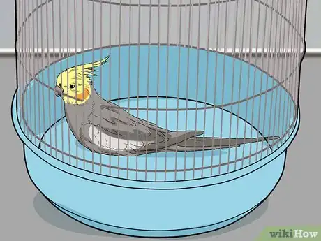 Image titled Spot Signs of Illness in a Cockatiel Step 2