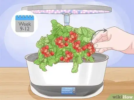 Image titled Aerogarden Tomatoes Step 15