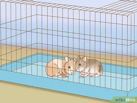 Image titled Introduce Two Dwarf Hamsters Step 13