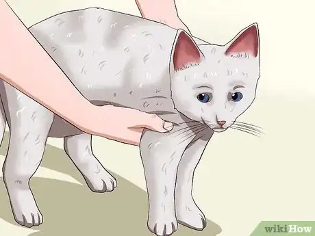 Image titled Catch a Cat Step 1