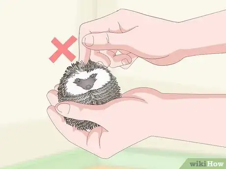 Image titled Carry a Hedgehog Step 9