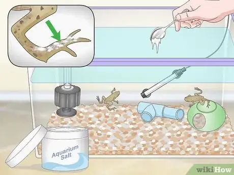 Image titled Care for African Dwarf Frogs Step 13