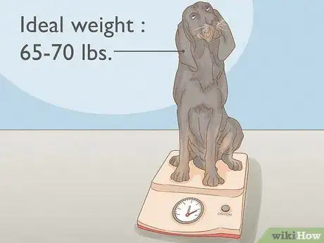 Image titled Get Your Dog to Lose 10 Pounds Step 2