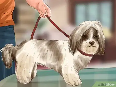 Image titled Puppy Cut a Shih Tzu Step 5