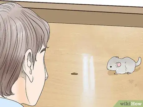 Image titled Let a Chinchilla out of its Cage Step 4