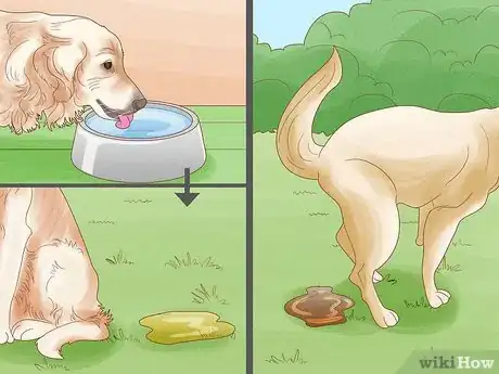 Image titled Treat Skin Allergies in Golden Retrievers Step 12