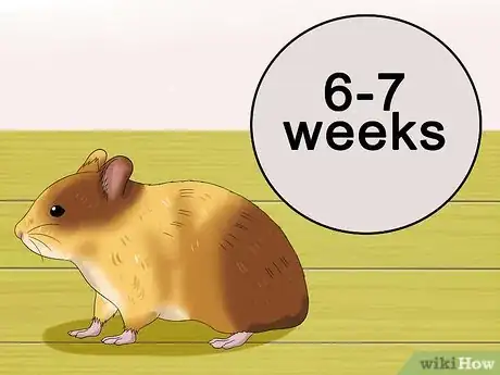 Image titled Know when Your Hamster Is Pregnant Step 3