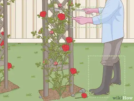 Image titled Prune Roses on a Trellis Step 1