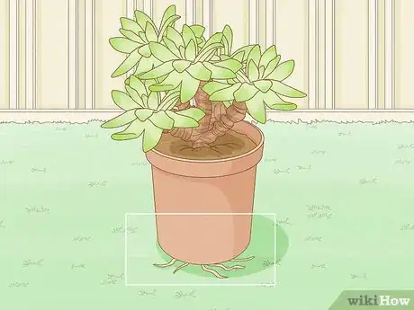 Image titled Repot a Succulent Step 3